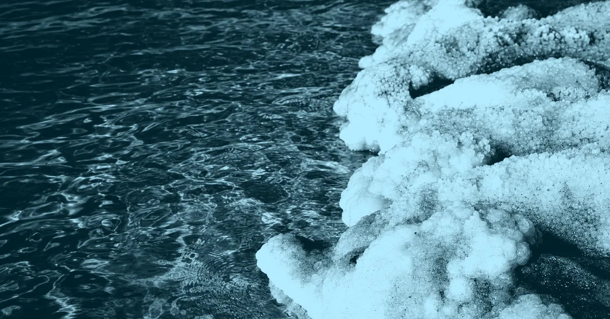 Does Anything Live in the Dead Sea?